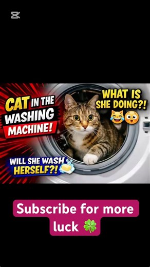 Curious Cat Climbs Into Washing Machine 😹