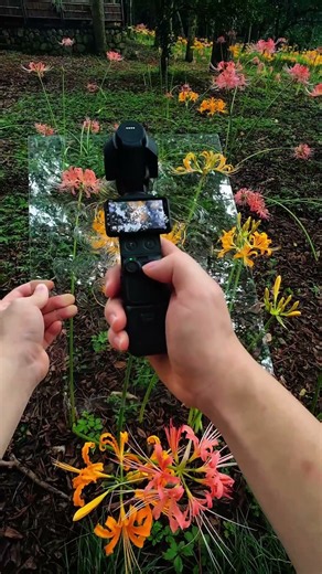 Paint with Light, Not Brushes | DJI Osmo Pocket 4P