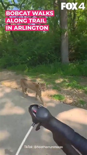 Bobcat walks along trail in Arlington