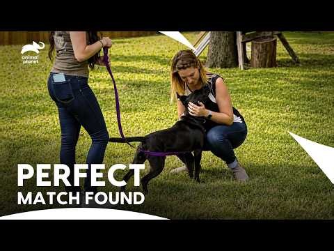 Rescued Dogs Ready for a Grand Welcome to a Forever Home | Pit Bulls & Parolees S9 | Animal Planet