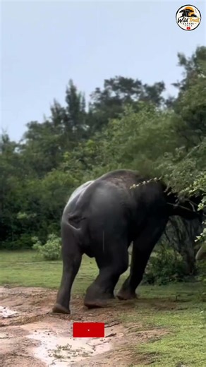Elephant Fight in Yala 🐘🔥 | Wild Moment in Sri Lanka🍃🍂