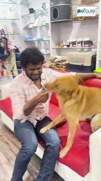 நாங்கல்லாம் Bad boys🤓🤓 #dogs #pets#tnagar #petcure #pethospital #petcurechennai