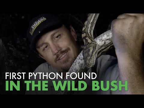 RARE Carpet Python Found in Australia! | Python Hunters
