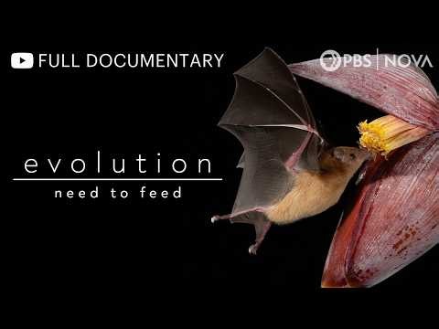 Evolution: Need to Feed | Full Documentary | NOVA | PBS