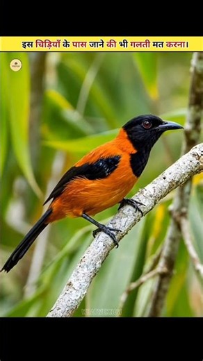 Meet The World's Deadliest Bird 😱
