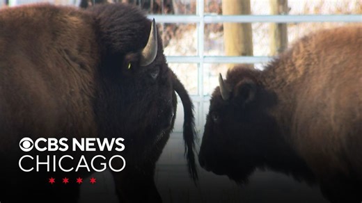 America at 250: Bison return to Illinois for first time in two centuries