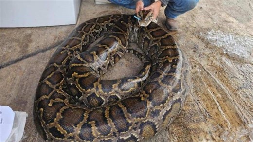 How many humans does it take to measure a huge Burmese python? Three.