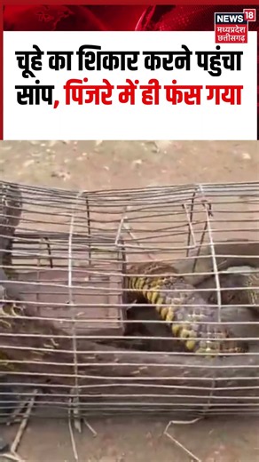 Snake Trapped in Rat Cage Viral Video: चूहे का शिकार करने पहुंचा सांप, पिंजरे में ही फंस गया!