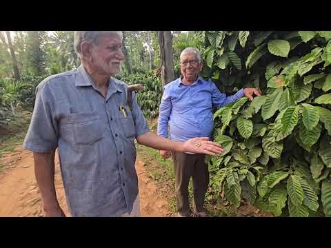 DR.Venugopal Evaluates Champion CXR Robusta|Certified for clonal propagation.