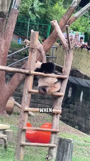 Why Pandas Are So Clumsy And NEVER Get Hurt! 🐼😂 #shorts