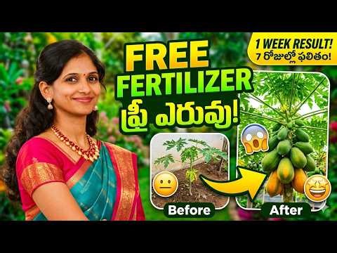 Free Fertilizer at Home Using Paper (Must Try!)పేపర్ వేయొద్దు! ఫ్రీ ఎరువుగా మార్చండి 🌱
