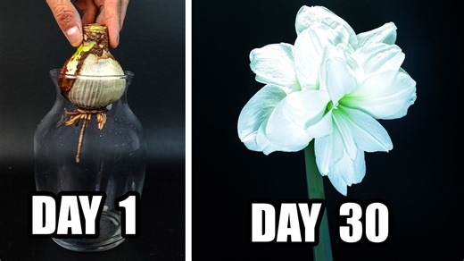 Crazy fast flower growth time-lapse: All it needed was water