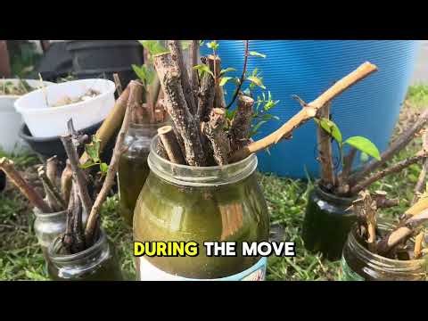 I Left My Cuttings in Water for Months… Here’s How I Saved Them