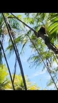 Tree Breaks as Climber Reaches for Açaí Fruit || WooGlobe || WooGlobe