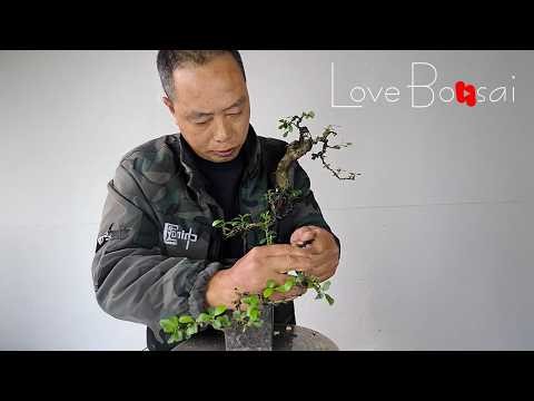How to bend bonsai trees - transforming forest tree saplings into amazing bonsai masterpieces