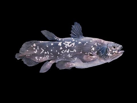 Class Sarcopterygii: Lobe-Finned Fishes and Tetrapods