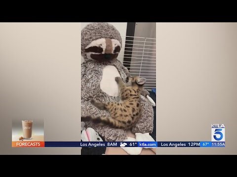 Mountain lion cub wrestles giant sloth toy at zoo