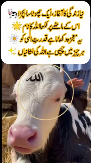 Allah’s Name on a Calf’s Forehead#trending#Islamic video#viral video#emostional video #wedding#arty#
