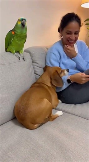 Parrot Throws Lizard at Sleeping Dog – What Happens Next Is Hilarious! 😂🐶🦜