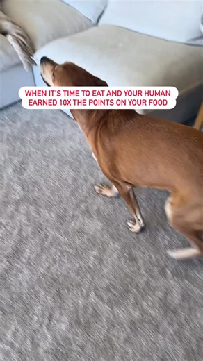 PetSmart on Instagram: "Zoomies activated✅ Belly’s full✅ Earn 10X the points on large dog food bags 20lbs + thru 12/28 ✨ #anythingforpets #petsmart #autoshipment #zoomies #petparent"