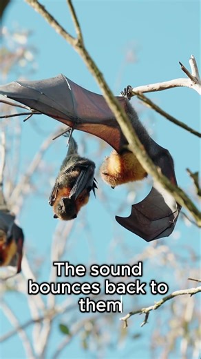 Bats Can Hunt In Complete Darkness 🦇