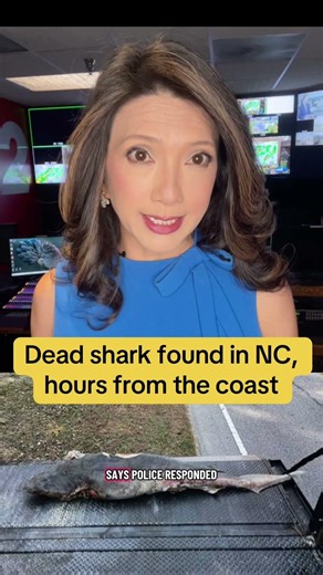 Dead shark washes up in North Carolina