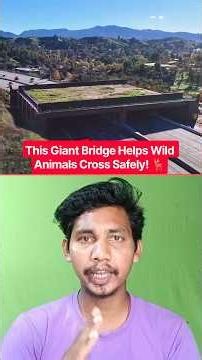 America’s Giant Wildlife Crossing Is Incredible! 😱 #shorts