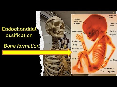 Bone formation - endochondrial ossification
