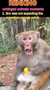 RANKING UNHINGEND ANIMAL MOMENTS 🤣 l #trending #viral #funny @ZHC @wbkids