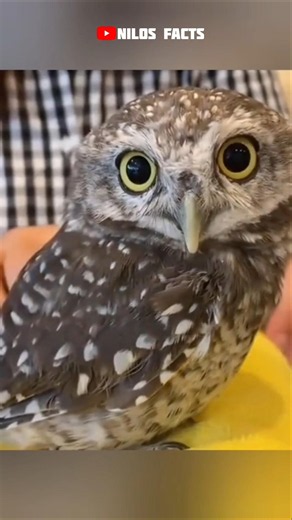 5 Creepy Owl Facts You Never Knew #facts