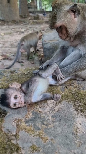 Lovely Baby Monkey With Mom Take Care #shorts