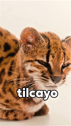Earth's NEW Cat Species after 100 years #animal
