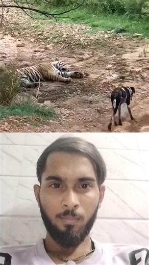 Tiger Killed dog at zone 2 Ranthambore National park ,#tiger attack dog #shorts #bigcat #yt