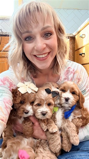 Melissa Talbot | Freckles golden cockapoos are 7 weeks old and are sooo perfect! 10-20 lbs Take home Feb 26 #goldencockapoos #cockapoo #doodle #sweet... | Instagram