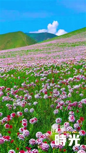 山花烂漫正当时 青阳沟秘境漫山遍野的狼毒花肆意盛放，清风拂过花枝轻摇颔首，满目浓烈绚烂，山野风光绝美如画。#真实生活分享计划 #山花烂漫一年又一年 #天境祁连绝美七月 #青阳沟公路#北驾祁连•9号公路