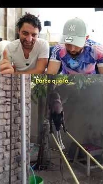 Ce que fait ce Malinois est fou !!! 😨