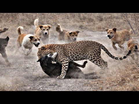 Leopard Attacks The Wrong Pack!!!