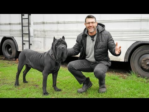 Introducing Bane, Our Neapolitan Mastiff