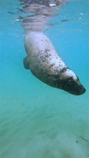 Perth is OK! on Instagram: "This might be one of Perth’s most underrated summer destinations… We started the day hiring bikes from the Rockingham Visitor Centre and riding along the beautiful Rockingham Foreshore. Cape Peron offers perfect snorkelling spots, with crystal clear waters and lots of calm protected bays to choose from. We headed back to the foreshore, parked up our bikes, and headed to @theknockrestaurant for a bite to eat - with views of the ocean it’s our go-to spot in Rockingham. 