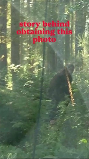 Sasquatch Creature near the Hoh River on the Olympic Peninsula #bigfoot #washingtonstate #shorts