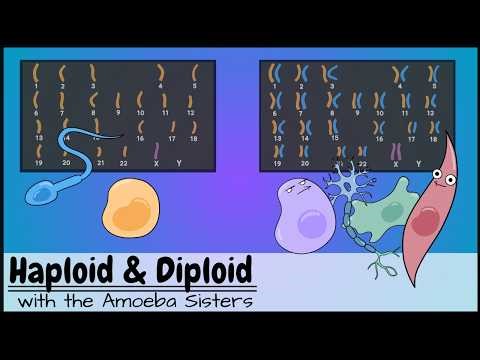 Haploid and Diploid