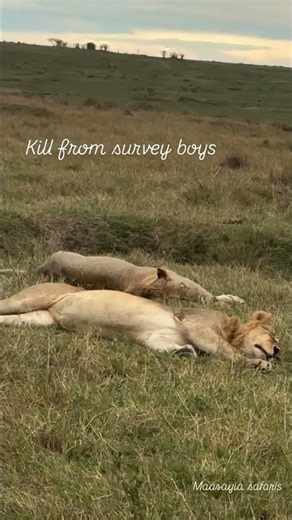 Buffalo Killed by Survey Pride Male Lions | #lion #shorts #wildlife