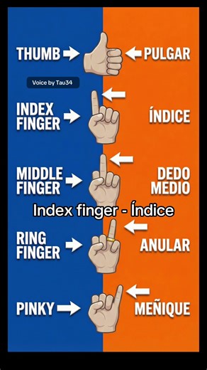 Names of Fingers in American English & Spanish: Visual Dictionary 🖐️🇺🇸🇪🇸