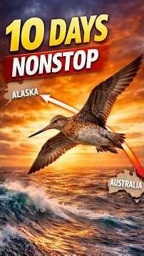 How Does This Bird Fly for 10 Days…Without Food or Water Non-stop