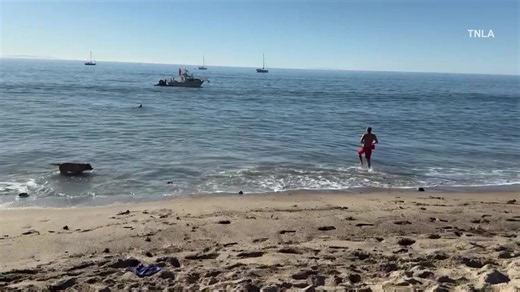 Large shark attacks kayak fisherman in Malibu