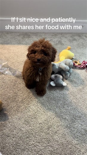 Training Tips for Cockapoo Puppies: Getting What You Want