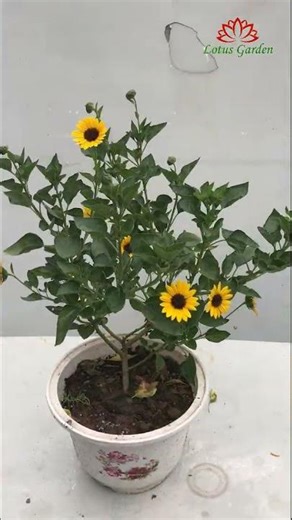 Beautiful sunflowers in my garden