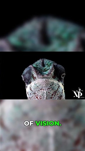 Chameleon Eyes: 360-Degree Hunting Vision 👀
