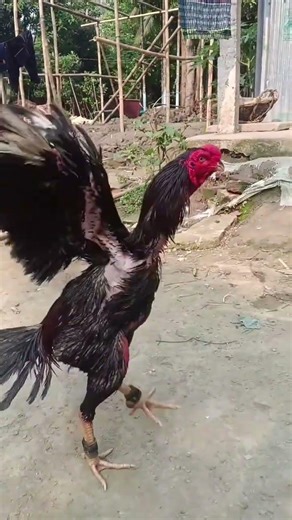 Aseel Murgha in Full Action – Pure Strength! #aseelmurga #birds #aseellovers#