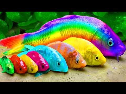 Happy Morning Jazz 🎶 January Bossa Nova Instrumental and Relaxing Jazz Cafe Music for Studying.